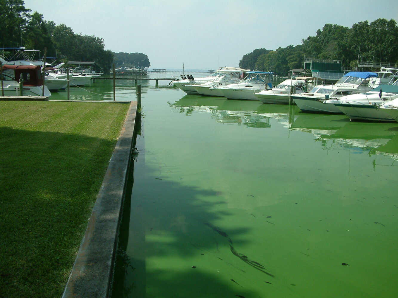 Blue-green agal bloom at marina
