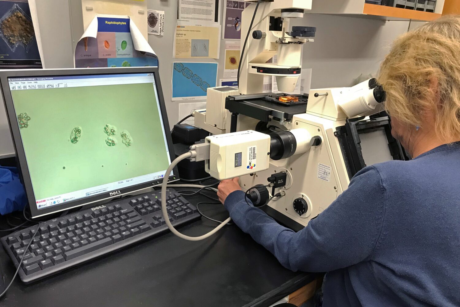 Laboratory staff analyzing red tide