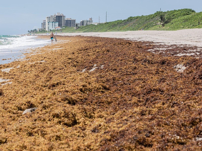 septic tank with drain hose