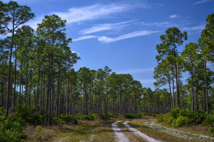 A rural dirt road in a dense forest